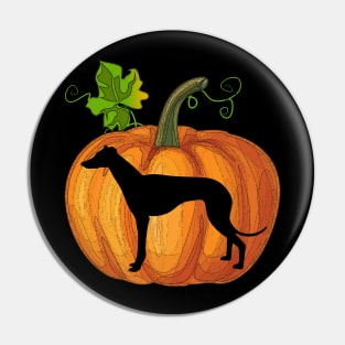 Greyhound in pumpkin Pin