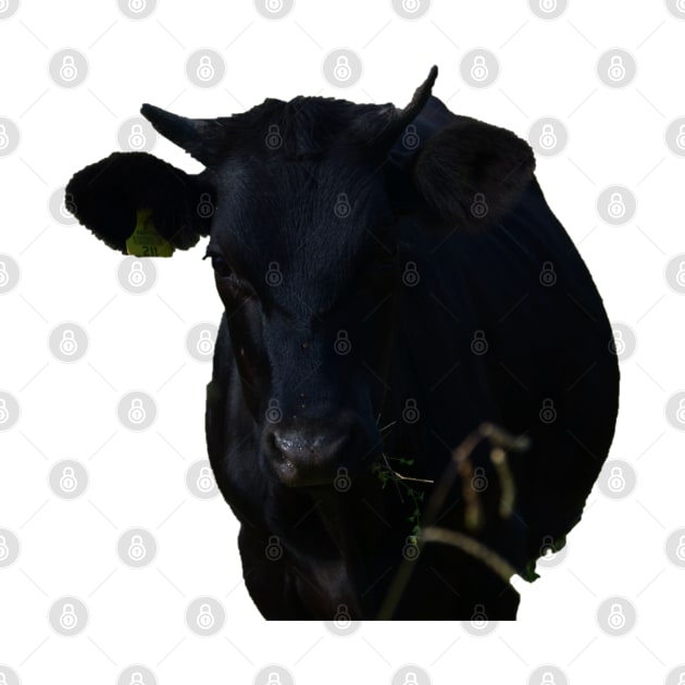 Black Cow by LeighsDesigns