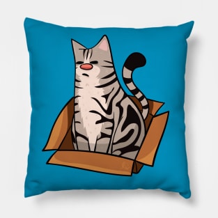 American Shorthair Cat in a Box Pillow