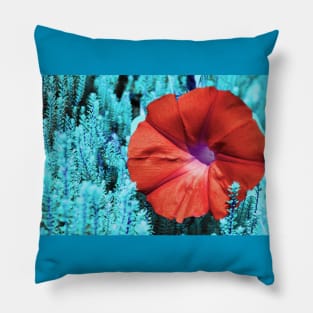 Color edited Morning Glory Pillow