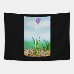 Crocus goulimyi   AGM  Autumn flowering crocus Tapestry