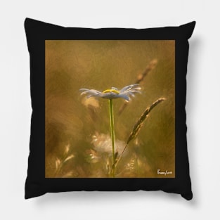 Wild Daisy in the Late Day Sunlight Pillow