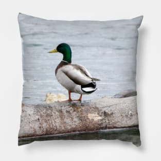 Mallard Duck Mates Pillow