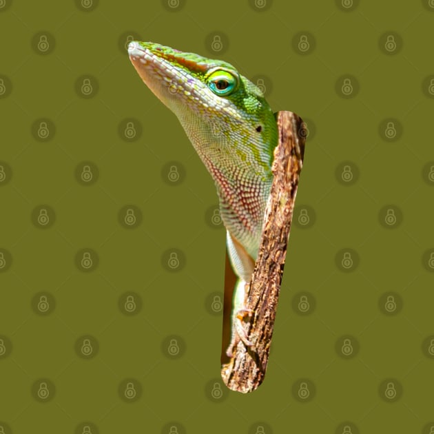 Peeping Green Anole by dalyndigaital2@gmail.com