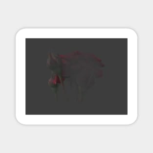 Obscured memory of roses Magnet