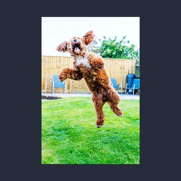 Crazy Cockapoo Puppy by tommysphotos