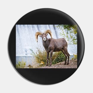 Bighorn sheep. Pin