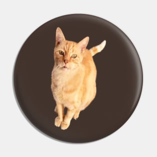 Ginger Cat Pin