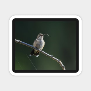 The Tongue Flicker of a Ruby Throated Hummingbird Magnet