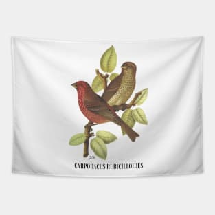 Carpodacus Bicilloides Tapestry