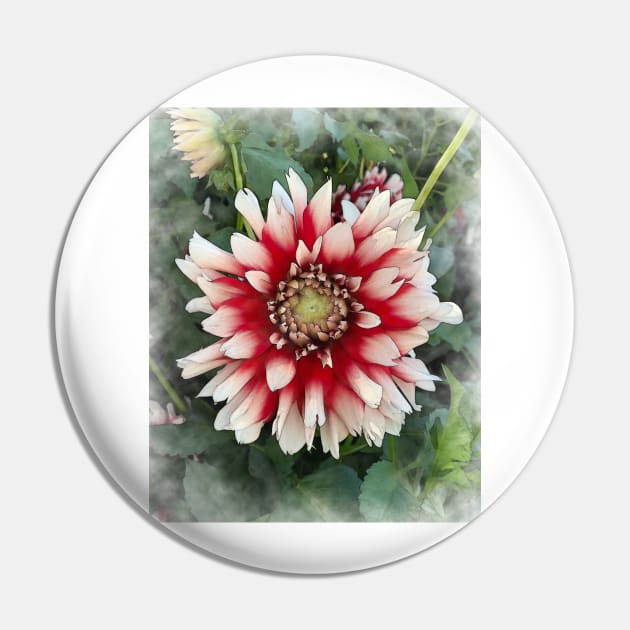 Dahlia Bloom Of Soft Red And White Pin by KirtTisdale