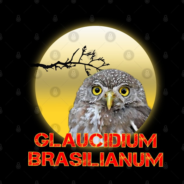 glaucidium brasilianum by Geoji 