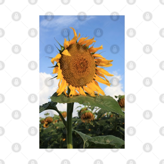 Kansas Country Sunflower Phone Case by ROBERTDBROZEK