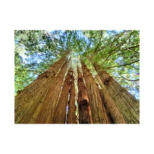 Redwood Grove T-Shirt