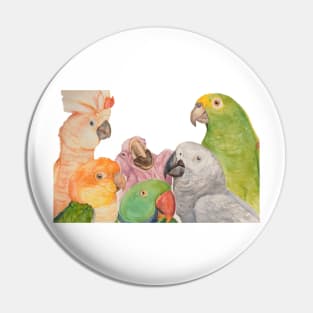 Watercolor of parrots: Cockatoo, caique, great alexander, African gray, baby macaw and amazon Pin