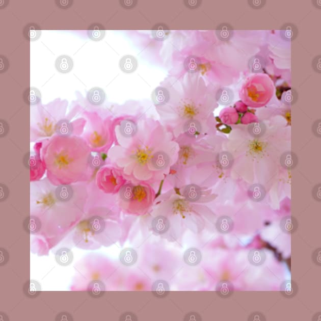 sakura flower by Fashion planet