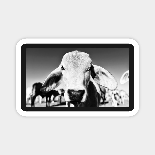 Brahman cow in black and white Magnet by Sampson-et-al