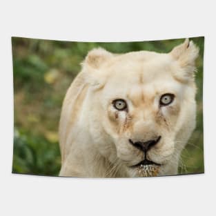 Albino lioness in the wild Tapestry