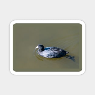 Swimming American Coot Magnet