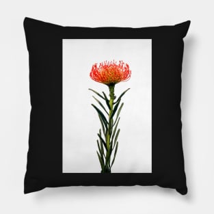 Flowering Pincushion Protea Pillow