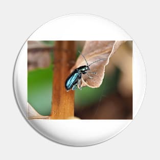 Altica sp. beetle on a dried plant Pin