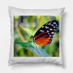 Macro Orange and Black Butterfly Pillow