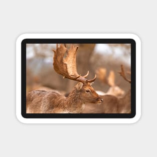 Fallow deer antlers Magnet