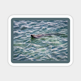 SWIMMING MARINE IGUANA Magnet