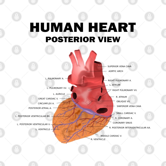 Anatomical Heart Human - Human Heart Posterior View by HomerNewbergereq