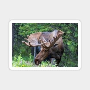 Wild Male Moose with Antlers in Alaska Magnet