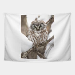 Boreal Owl Tapestry