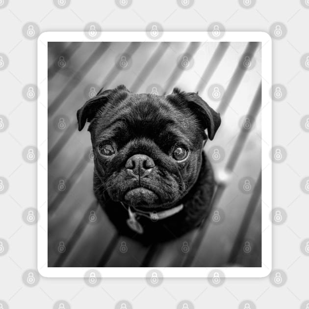 Little Black Pug Dog Magnet by silentrob668