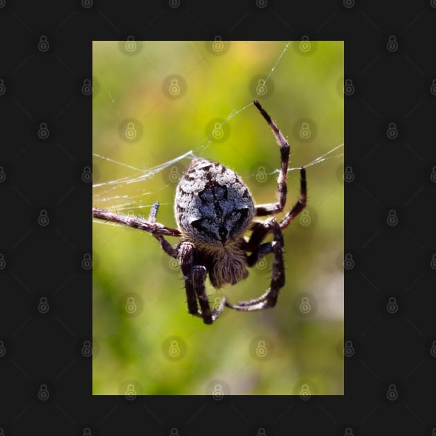 The Orb Weaver Spider hanging out in the Bush! by Mickangelhere1