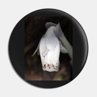 Monotropa uniflora (Indian pipe plant) flower close-up Pin