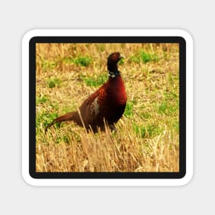 Pheasant, Scotland Magnet