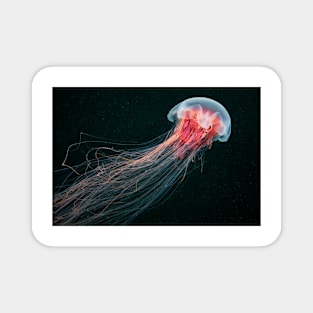 Lion's mane jellyfish (C010/4633) Magnet