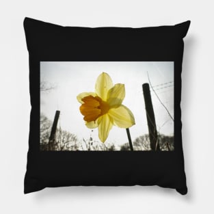 Narcissus in the Sun Pillow