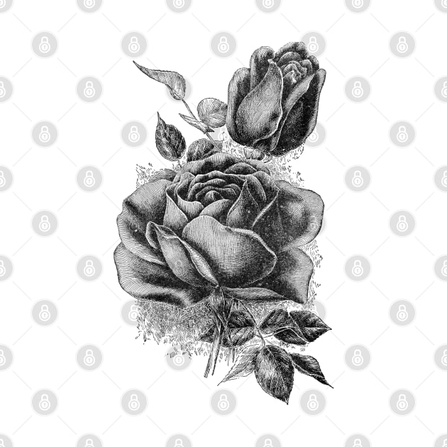 Black Rose Flower Ink Drawing by Biophilia