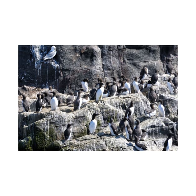 Guillemot Rock - Farne islands, Northumberland by richflintphoto