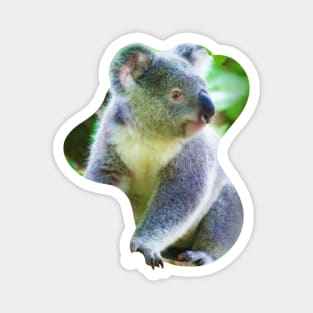 Koala climbing a tree Magnet