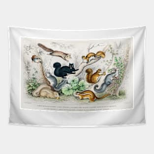 Antique British Illustration of Squirrels (1820) Tapestry