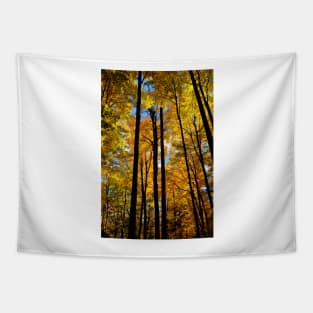 Tree Tops in Fall Tapestry