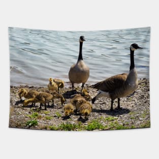 Canada Goose Parents With Their Goslings Tapestry