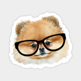 Cute  pomeranian dog with eye glasses Magnet