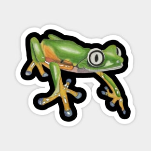 Lemur Leaf Frog Drawing Magnet