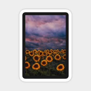 Sunflowers - Love Sunflowers Magnet