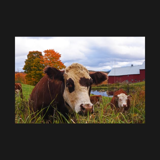 Cow chilling out at Jenne Farm Reading VT Vermont by WayneOxfordPh