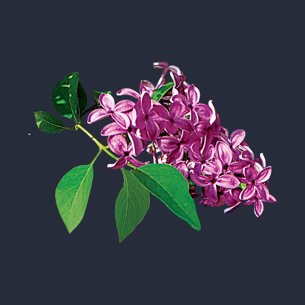 Lilacs - Small Cluster of Pink Lilacs by SusanSavad