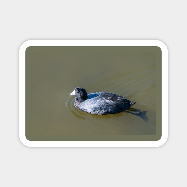 Swimming American Coot Magnet by Debra Martz