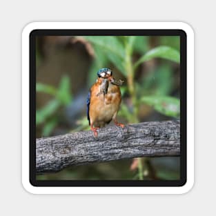 Malachite Kingfisher Magnet